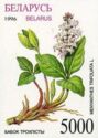 Buckbean (Menyanthes trifoliata)