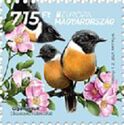European Stonechat (Saxicola rubicola)