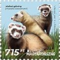 Steppe Polecat (Mustela eversmanii)