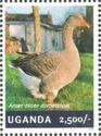 Goose (Anser anser domesticus)