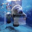 Manatees
