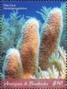Pillar Coral (Dendrogyra cylindrus)