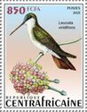 Green-fronted Hummingbird (Leucolia viridifrons)