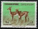 Arabian Desert Gazelle (Gazella cora)