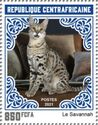 Savannah Cat
