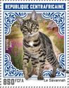 Savannah Cat