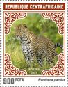 Leopard (Panthera pardus)