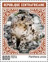 Snow Leopard (Panthera uncia)