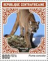 Puma (Puma concolor)