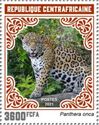 Jaguar (Panthera onca)