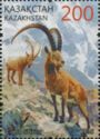 Siberian Ibex (Capra sibirica)