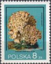 Cauliflower Fungus (Sparassis crispa)
