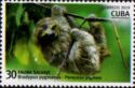 Pygmy Three-Toed Sloth (Bradypus pygmaeus)