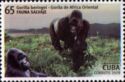 Eastern Gorilla (Gorilla beringei)