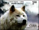 Wolf (Canis lupus)
