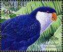 Blue Lorikeet (Vini peruviana)