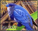 Ultramarine Lorikeet (Vini ultramarina)