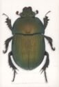 Splendid Earth-Boring Beetle (Geotrupes splendidus)