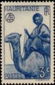 Man on Dromedary (Camelus dromedarius)