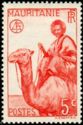 Man on Dromedary (Camelus dromedarius)
