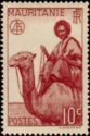 Man on Dromedary (Camelus dromedarius)