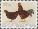 Rhode Island Red (Gallus gallus domesticus)