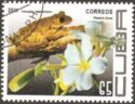 Cuban Tree Frog (Osteopilus septentrionalis) + Frangipani