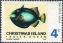 Pinktail Triggerfish (Balistes vidua)