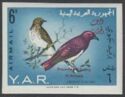 Violet-backed Starling (Cinnyricincius leuc.) - Overprint