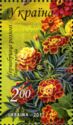 French marigold (Tagetes patula)