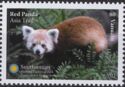 Himalayan Red Panda (Ailurus fulgens)