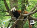 Himalayan Red Panda (Ailurus fulgens)