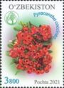 Pyracantha coccinea