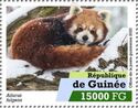 Himalayan Red Panda (Ailurus fulgens)