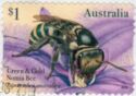 Green & Gold Nomia Bee (Lipotriches australica)