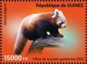 Himalayan Red Panda (Ailurus fulgens)