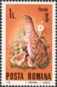 Gray Partridge (Perdix perdix)