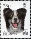 Border Collie (Canis lupus familiaris)