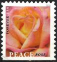 Peace Rose