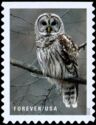 Barred Owl (Strix varia)