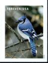 Blue Jay (Cyanocitta cristata)