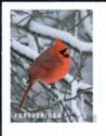 Northern Cardinal (Cardinalis cardinalis)