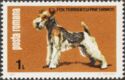 Fox Terrier (Canis lupus familiaris)
