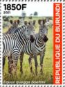 Grant's Zebra (Equus quagga boehmi)
