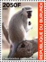 Vervet Monkey (Chlorocebus pygerythrus)