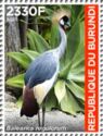Grey Crowned-Crane (Balearica regulorum)