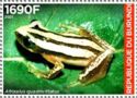 Four-lined Spiny Reed Frog (Afrixalus quadrivittatus)
