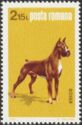 German Boxer (Canis lupus familiaris)