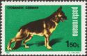 German Shepherd (Canis lupus familiaris)