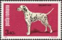 Dalmatian Dog (Canis lupus familiaris)